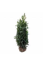 Prunus laurocerasus Renault Ace ® bala 150-175 cm extra
