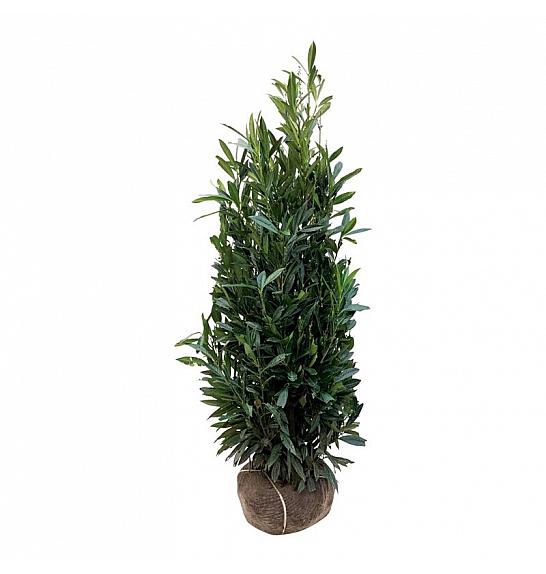 Prunus laurocerasus Renault Ace ® bala 150-175 cm extra