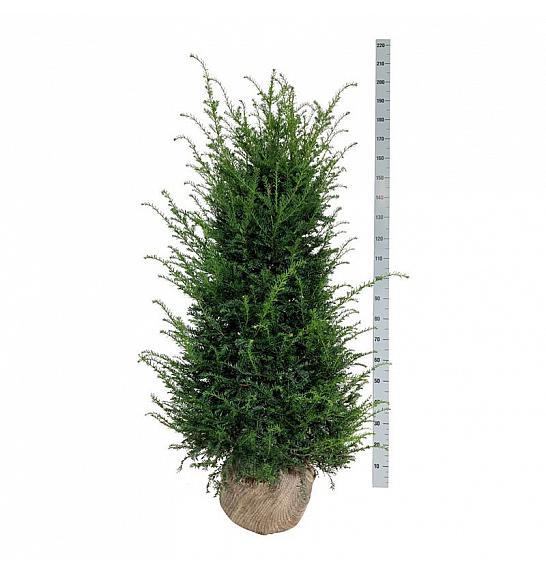 Taxus baccata bala 140-160 cm extra