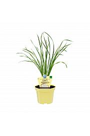 Allium tuberosum ; Kitajski drobnjak; Ø12;690041;BLU