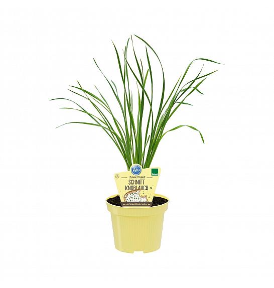 Allium tuberosum ; Kitajski drobnjak; Ø12;690041;BLU