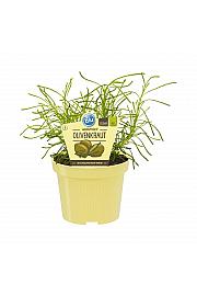 Lippia citriodora; Pomarančna verbena; Ø12;690038;BLU