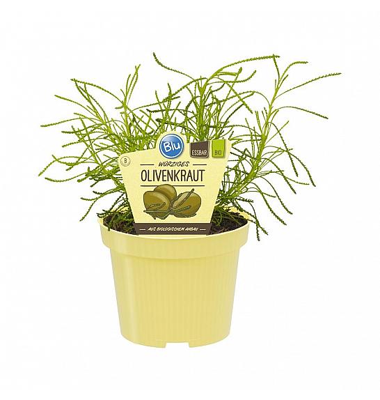 Lippia citriodora; Pomarančna verbena; Ø12;690038;BLU