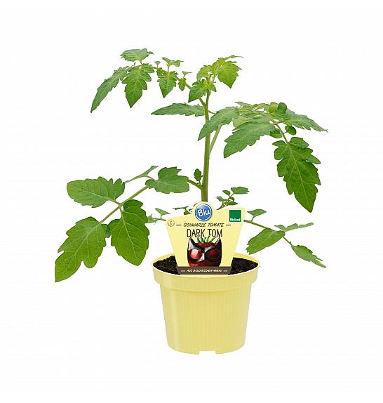 Lycopersicon esculentum L.; Črni pradižnik Dark Tom; Ø12;690039;BLU