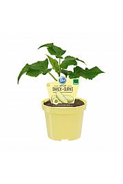 Cucumis sativus; Bela kumara; Ø12;690040;BLU