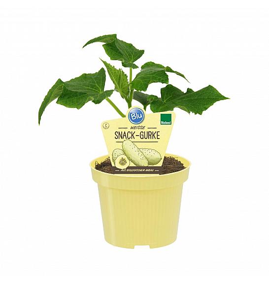 Cucumis sativus; Bela kumara; Ø12;690040;BLU