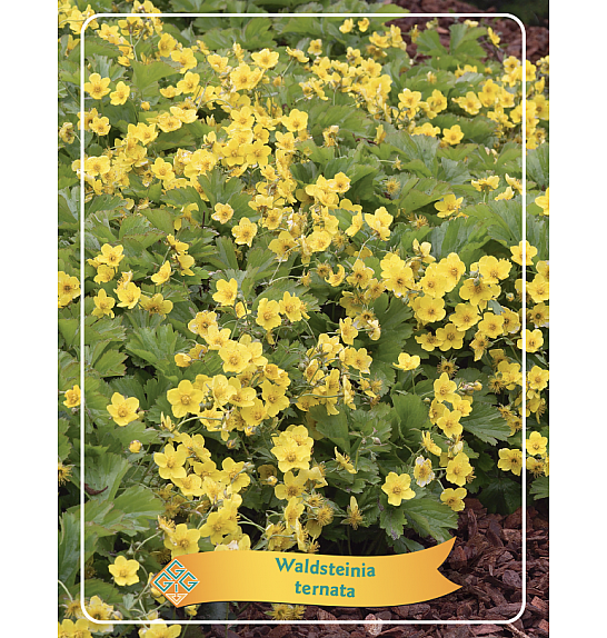 Waldsteinia Ternata Ø11