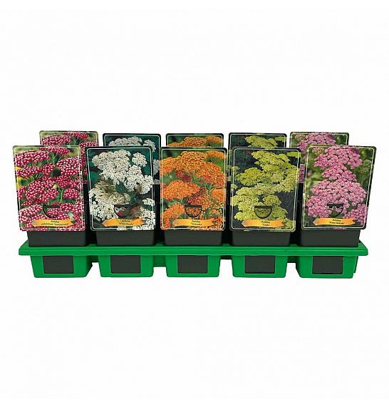 Achillea mix Ø11