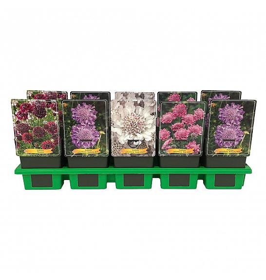 Scabiosa mix Ø11