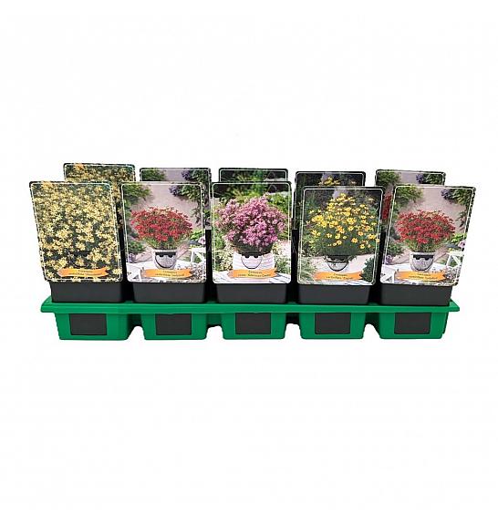 Coreopsis mix Ø11