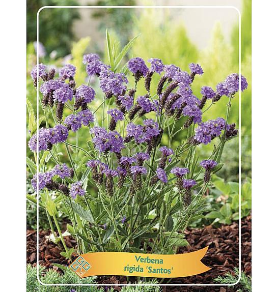 Verbena rigida Santos Ø11