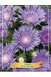 Stokesia Laevis Blue Star Ø11