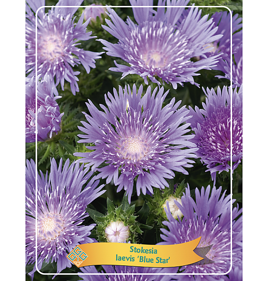 Stokesia Laevis Blue Star Ø11