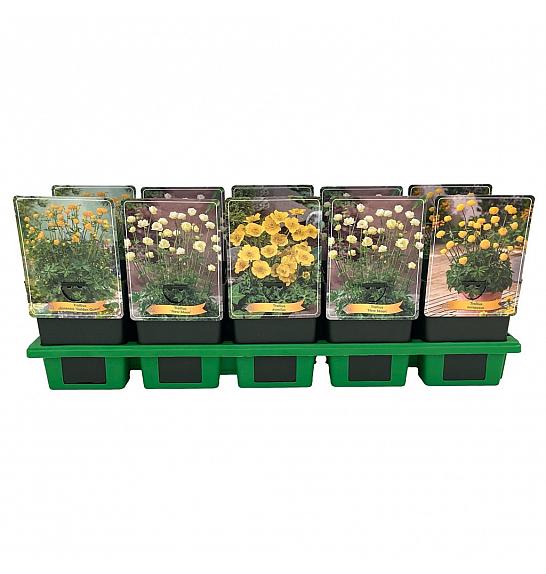 Trollius mix Ø11