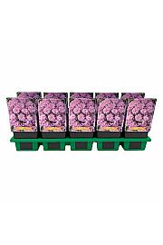 Aster Woods Pink Ø11