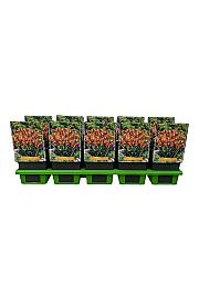 Crocosmia Carmine Brillant Ø11