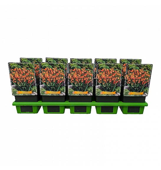 Crocosmia Carmine Brillant Ø11
