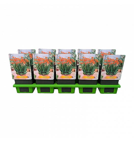 Crocosmia Masoniorum Ø11