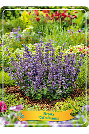 Nepeta Cat's Pajamas Ø11