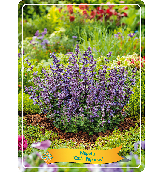 Nepeta Cat's Pajamas Ø11