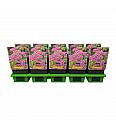 Achillea millefolium Lilac Beauty Ø11