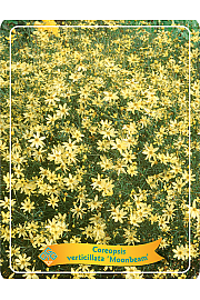 Coreopsis verticillata Moonbeam Ø11