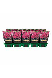 Phlox paniculata Bambini® Cherry Crush Ø11