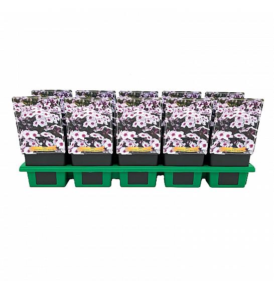 Phlox paniculata Early® Blush Pop Ø11
