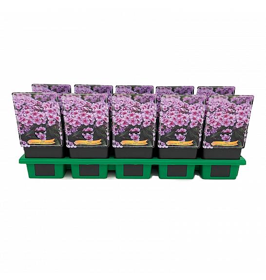 Phlox paniculata Early® Lavender Pop Ø11