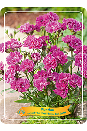 Dianthus caryophyllus Code ® Purple Dark Center Ø11