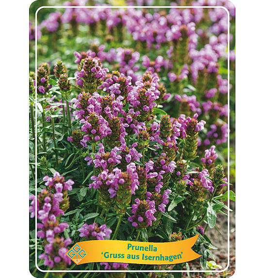 Prunella Gruss aus Isernhagen Ø11