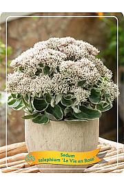 Sedum telephium La Vie en Rose Ø11