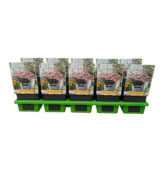 Sedum telephium Seduction Rosé Soirée Ø11
