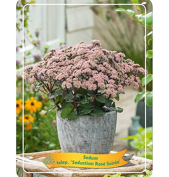 Sedum telephium Seduction Rosé Soirée Ø11