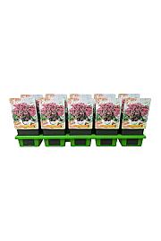 Sedum telephium Seduction Pink Passion Ø11