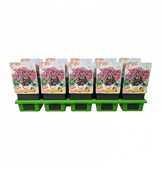 Sedum telephium Seduction Pink Passion Ø11