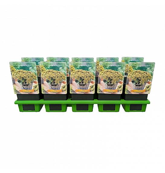 Sedum telephium Seduction Yellow Delicat Ø11
