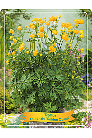 Trollius chinensis Golden Queen Ø11