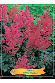 Astilbe Henry Noblett Ø11