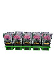 Astilbe Mainz Ø11