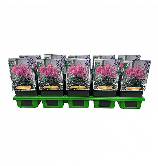 Astilbe Mainz Ø11