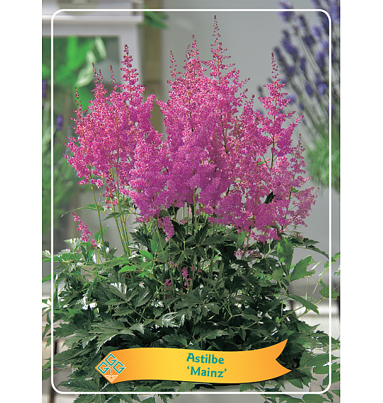 Astilbe Mainz Ø11