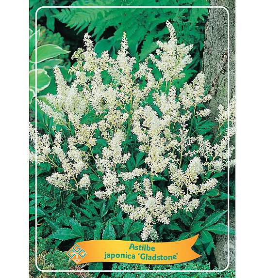 Astilbe japonica Gladstone Ø11