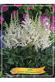 Astilbe chinensis Little Visions in White® Ø11