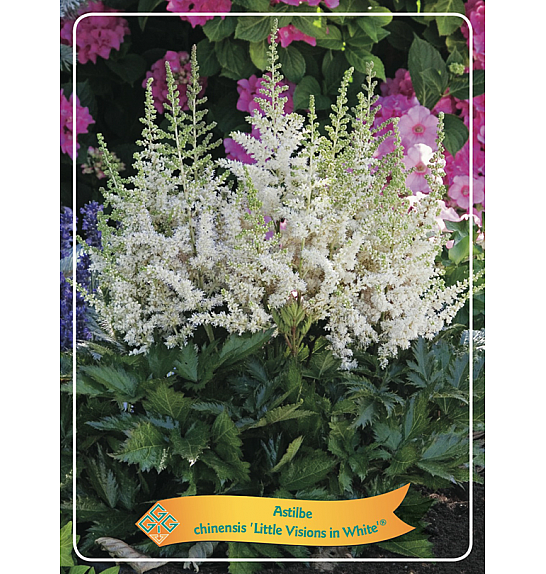 Astilbe chinensis Little Visions in White® Ø11