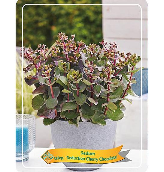 Sedum telephium Seduction Cherry Chocolate Ø11