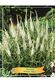 Veronica spicata AlbaØ11