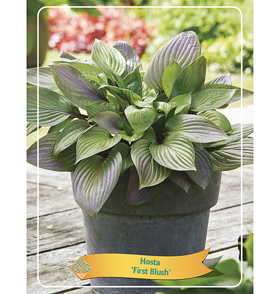 Hosta First Blush Ø11