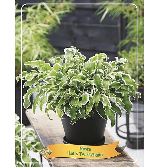 Hosta Lets Twist Again Ø11