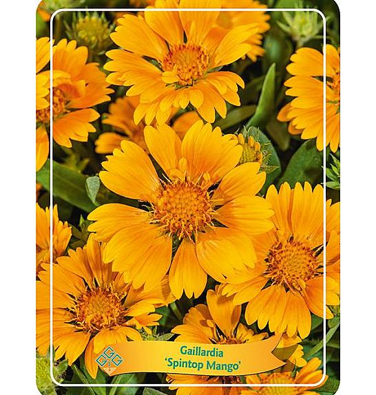 Gaillardia aristata Spintop Mango Ø11